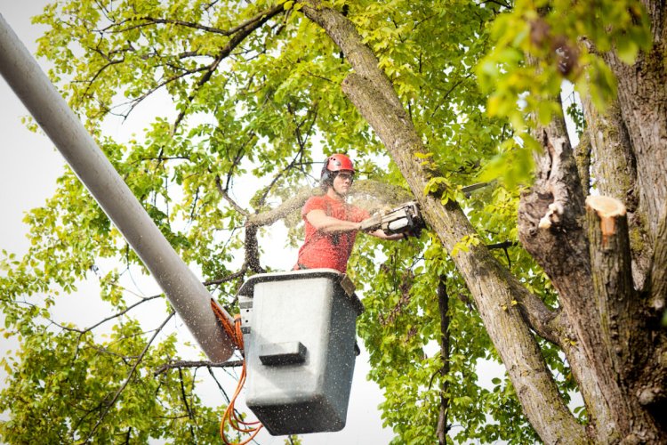 5 Signs You Need Expert Tree Removal Services Right Away